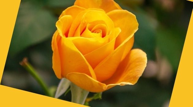 হলুদ গোলাপ ফুলের ছবি - Picture of yellow rose flower - গোলাপ ফুলের ছবি ডাউনলোড - বিভিন্ন রঙের গোলাপ ফুলের ছবি ডাউনলোড - rose flower - NeotericIT.com