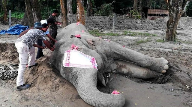 Elephant named after Osama bin Laden dies after going on wild stampede that left five dead 