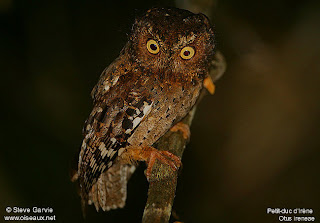 autillo Otus ireneae aves de Africa en extincion