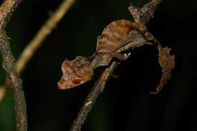 gecko satanico Uroplatus phantasticus