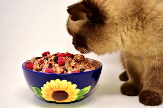 Is wet cat food better than dry?