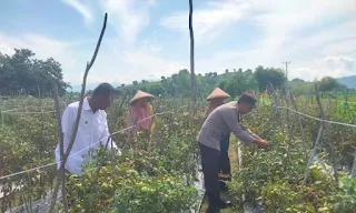 Dorong Perekonomian Masyarakat  Bhabinkamtibmas Polsek Woha Motivasi Petani Tomat di Wilayah Binaan
