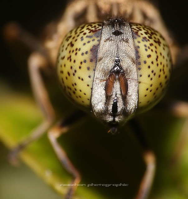 Yellow eyes with black dots HoverFly macro