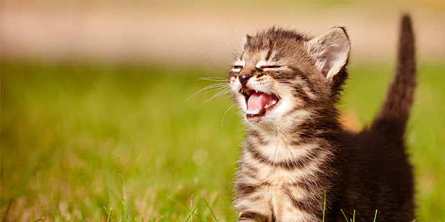 What are the causes of cats meow? 