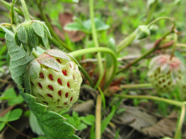 Varietà bianca di fragola