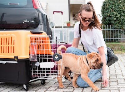 How to Pick a Pet Shipping Company