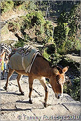 IMG_4877