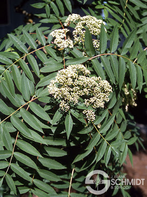 Sorbus americana 'Dwarfcrown'