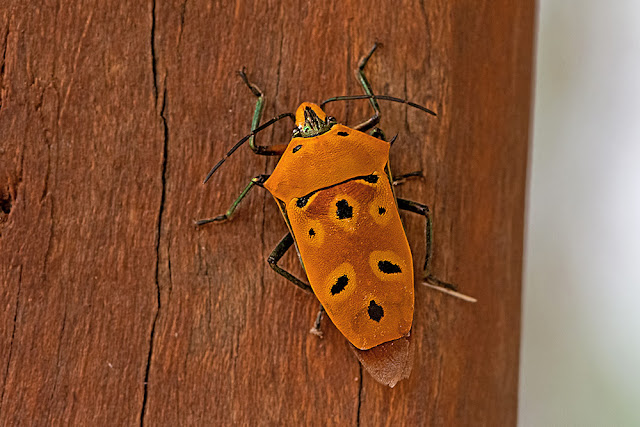 Cantao ocellatus the Mallotus Shield Bug