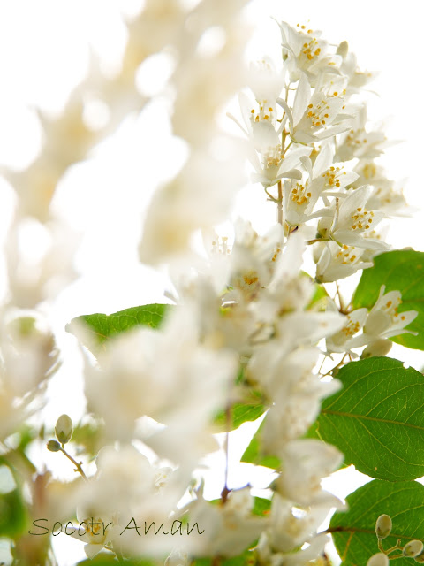 Deutzia crenata