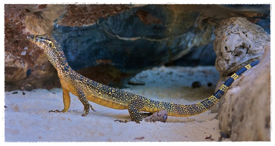 Gambar Biawak Dunia Binatang