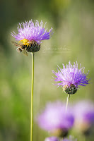 Misumena vatia merendando