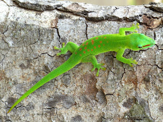 Phelsuma grandis - Grand gecko vert de Madagascar