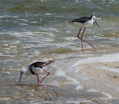 Banded and White-headed Stilts