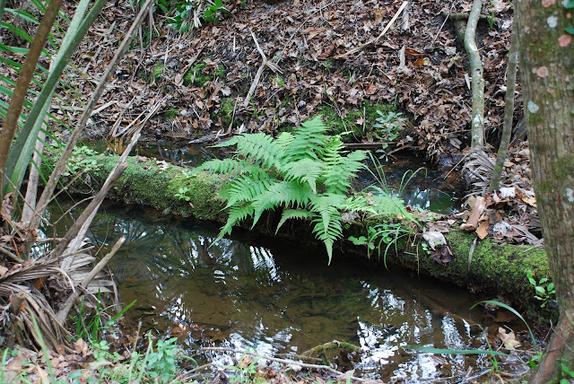Bullow Creek State Park