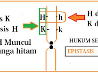 EPISTASIS -- HYPOSTASIS