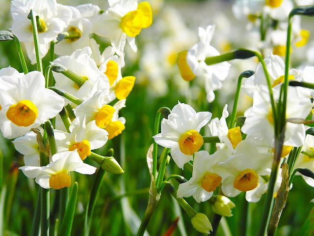 Narcissus , نرجس ، نێرگز ، گوڵ 