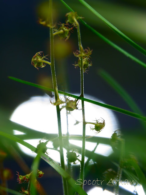 Mitella pauciflora