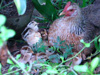 cdo chicken and chicks