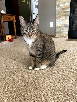 A grey tabby cat with tall ears, green eyes, and a white belly sits on a beige carpet floor.