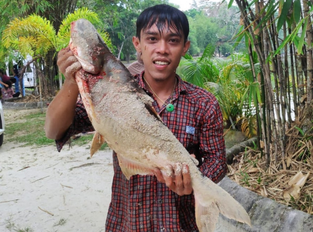 Alam Mayang Tabur 150 Kg Ikan untuk Festival Mancing dan Menjala