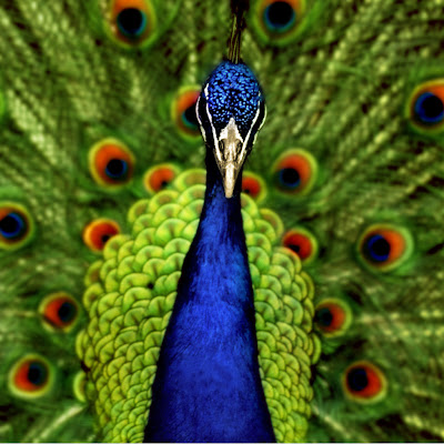 Nice-wallpaper-of-Peacock