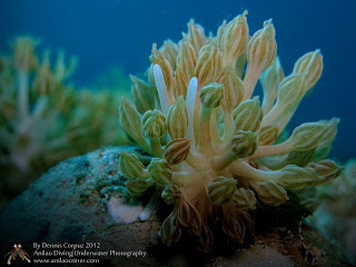 Anilao Diving Underwater Photography |Dive Resort,Dive Package