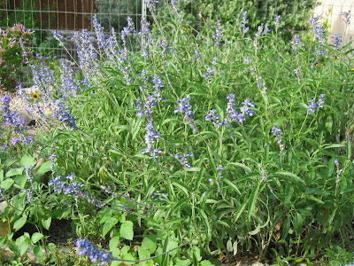 Mealy Blue Sage Yellow Cone Flowers