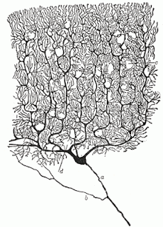 Santiago Ramón y Cajal's illustration of a Purkinje cell