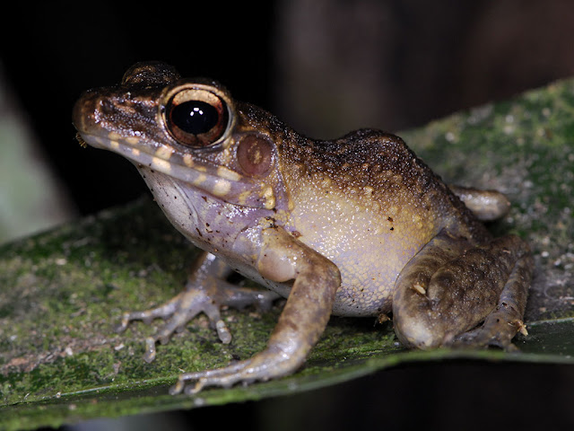 Golden-eared Rough-sided Frog - Pulchrana baramica