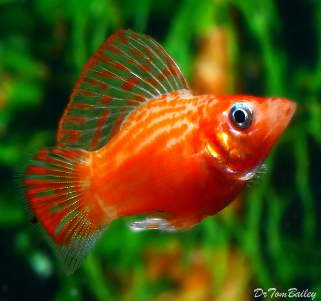  Ikan  Hias  Aquarium  Mini yang  Cantik  dan tidak Mudah Mati 