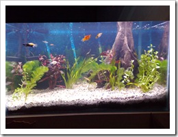 aquascaping1