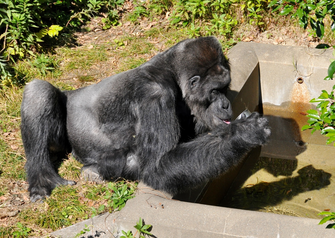 福岡市動物園ブログ 劇的 ゴリラの石像ビフォーアフター