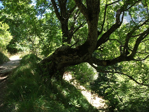 Albero