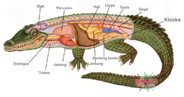 Sistem Ekskresi Pada Reptil