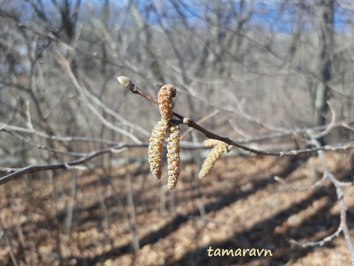 Лещина разнолистная / Орешник разнолистный (Corylus heterophylla)