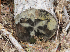 star pattern in cut wood end