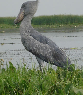 Shoebill Birds