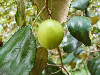 Sri Lankan Apple