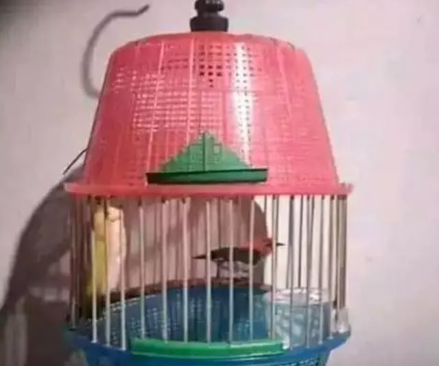 7 Unique Bird Cage Designs, Very Absurd!