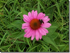 bee work