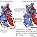 Que Es Las Cardiopatías Congénitas:  Síntomas, Causas Y Tratamiento