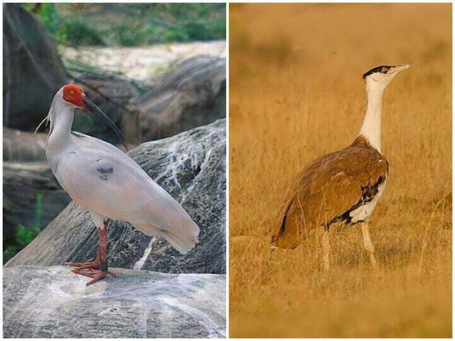 The top 21 world’s rarest birds list with names in Australia and in South America.