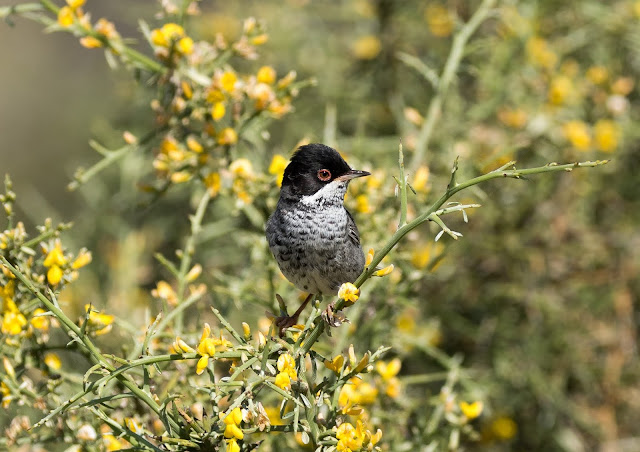 Cyprus Warbler - Cyprus