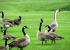 Other Canadians Stopping For Night