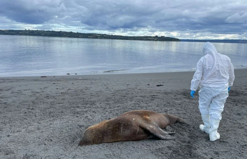 Segundo caso de Influenza Aviar de Alta Patogenicidad en fauna marina