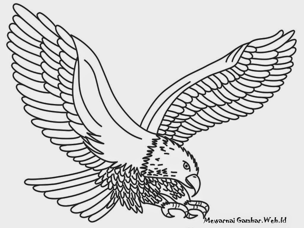46 Sketsa Menggambar Burung Garuda Terkeren Duniasket
