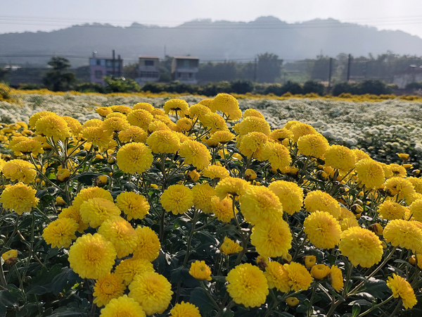 苗栗銅鑼杭菊11月雪，邱家古厝拍杭菊火車，菊祥如芋杭菊芋頭節