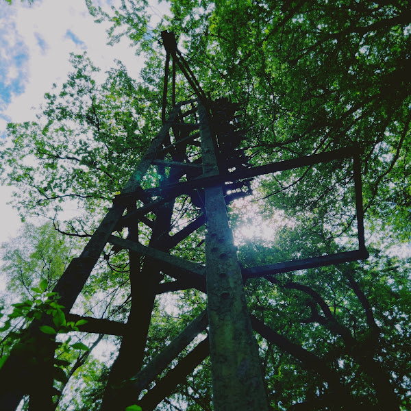 Blik omhoog langs elektriciteitsmast in bos