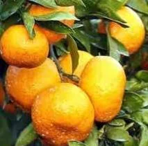 কমলা